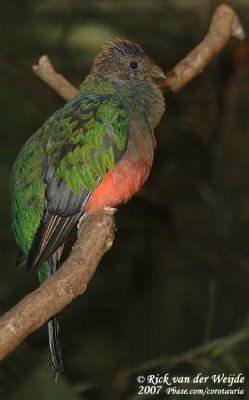 Goudkopquetzal / Golden-Headed Quetzal