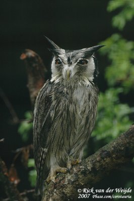 Northern White-Faced Owl  (Noordelijke Witwangdwergooruil)