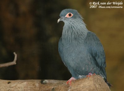 Madagaskar-Blauwe Duif / Madagascar Blue Pigeon