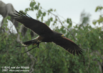 Woestijnbuizerd