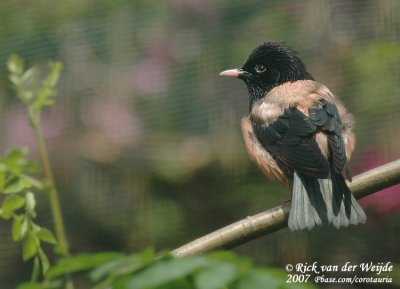 Roze Spreeuw / Rosy Starling