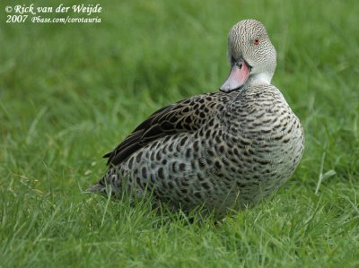 Kaapse Taling / Cape Teal