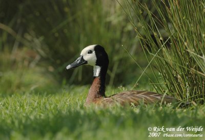 White-Faced Whistling Duck  (Witwangfluiteend)