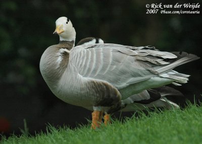 Indische Gans