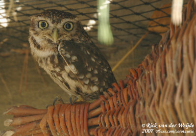 Little Owl  (Steenuil)