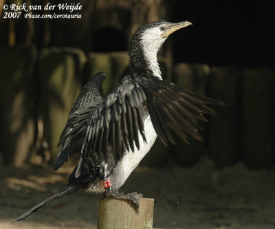 Kleine Bonte Aalscholver