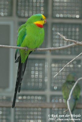 Barrabandparkiet / Superb Parrot