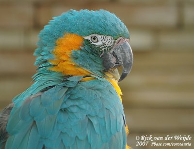 Blauwkeelara / Blue-Throated Macaw
