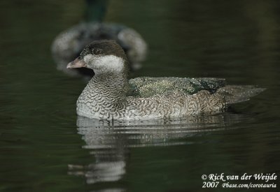 Groene Dwergeend / Green Pygmy Goose