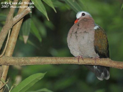 Smaragdduif / Green-Winged Dove