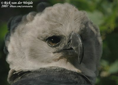 Harpij / Harpy Eagle
