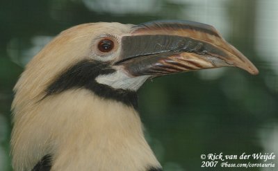 Mindoroneushoornvogel / Mindoro Hornbill