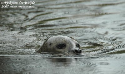 Earless Seals  (Zeehonden)