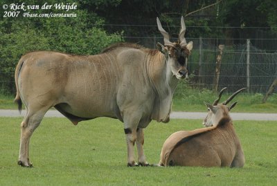 Elandantilope