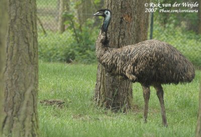 Emu  (Emoe)