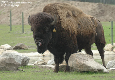 Noord-Amerikaanse Bizon / American Bison
