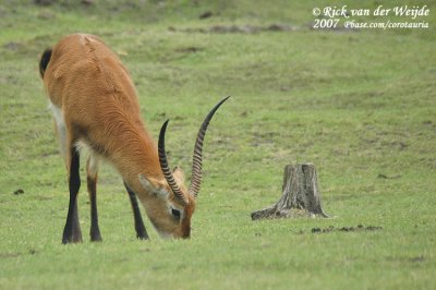 Litschiewaterbok