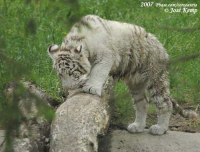 (Witte) Tijger