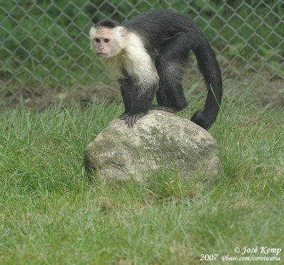 White-Faced Capuchin  (Witschouderkapucijnaap)