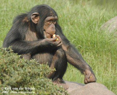 Chimpansee