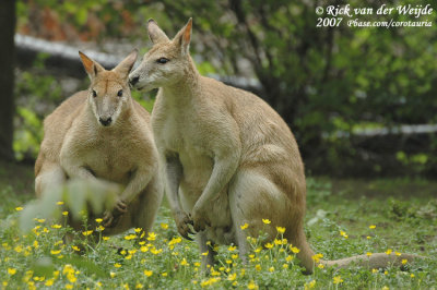 Zandwallabie