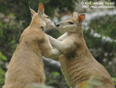 Zandwallabie