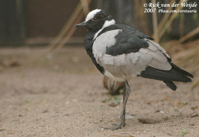 Smids Plevier / Blacksmith Lapwing