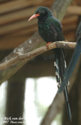 Groene Boomhop / Green Wood-Hoopoe