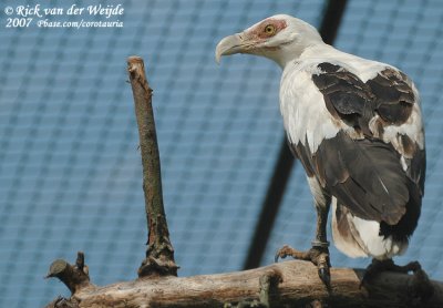 Palmgier / Palm-Nut Vulture
