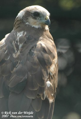 Bruine Kiekendief / Western Marsh Harrier