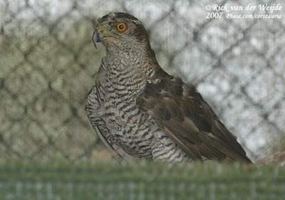 Northern Goshawk  (Havik)