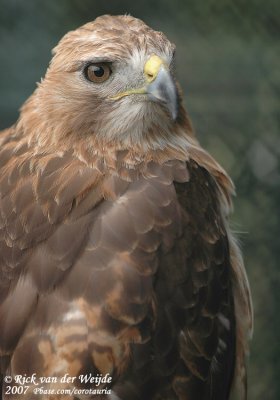 Roodstaartbuizerd / Red-Tailed Hawk