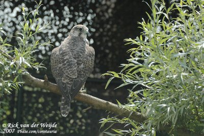 Giervalk / Gyr Falcon