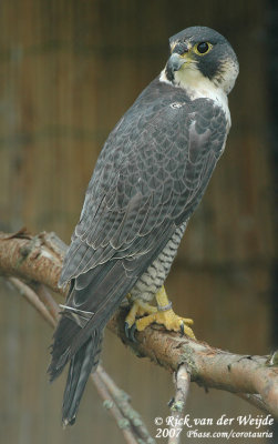 Peregrine Falcon  (Slechtvalk)