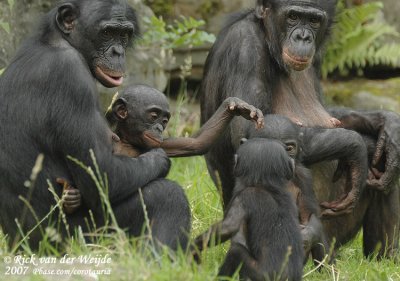 Bonobo / Bonobo