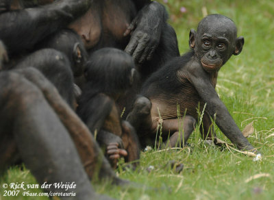 Bonobo