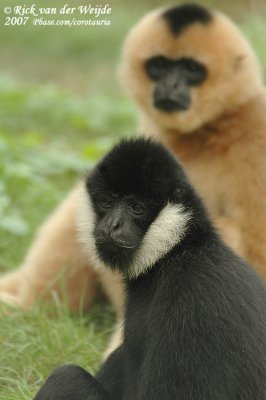 Witwanggibbon