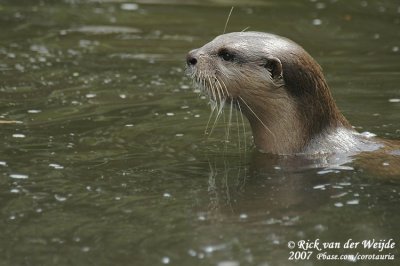 Kleinklauwotter