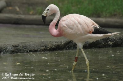 Andesflamingo