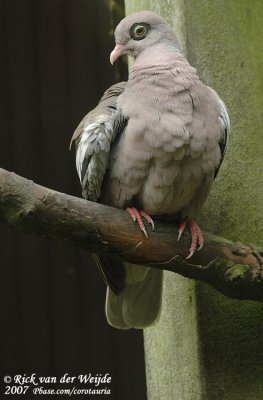 Naaktoogduif / Bare-Eyed Pigeon