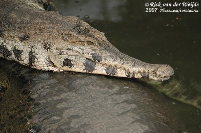 Spitssnuitkrokodil / Slender-Snouted Crocodile