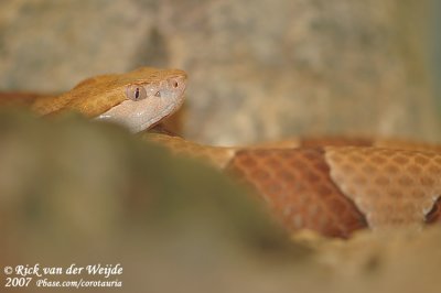 Koperkop / Copperhead Snake