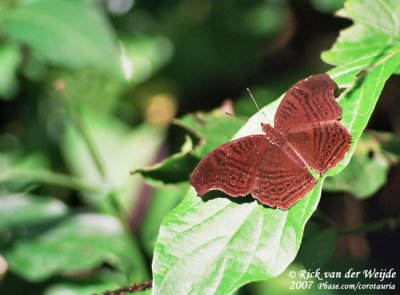 Junonia stygia / Brown Pansy