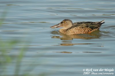 Slobeend / Northern Shoveler