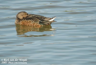 Slobeend / Northern Shoveler