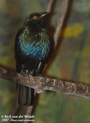 Blauwoorglansspreeuw / Lesser Blue-Eared Glossy Starling