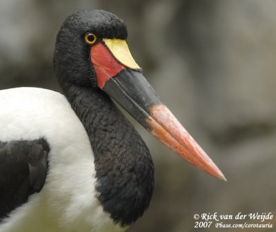 Zadelbekooievaar / Saddle-Billed Stork
