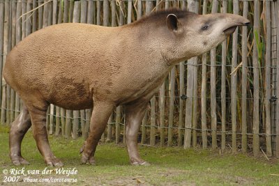 Zuid-Amerikaanse Tapir