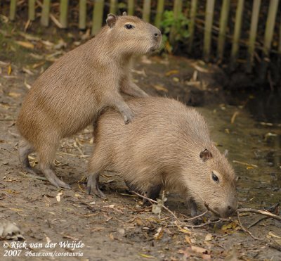 Capibara