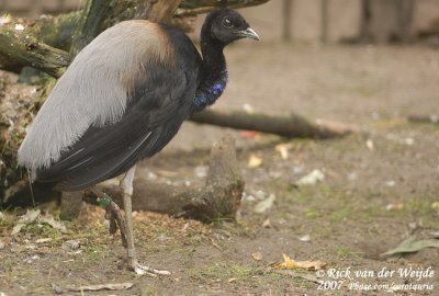 Grijsvleugeltrompetvogel
